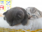 kittens from cat show - (Autre)