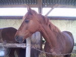 Rumba - (7 ans)