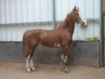 Corrida - (7 ans)