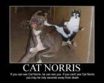 CAT NORRIS!!! YOU DON'T SEE HIM COMING - Mâle (4 mois)