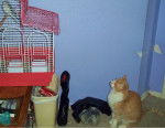 My Sister's Cat Watching My Birds - Mâle (4 ans)