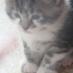 Fuzzer - Mâle (10 mois)