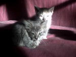 Silver et Perle - (3 mois)