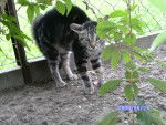 eine katze -
