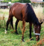 Sélina - (7 ans)