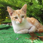 Fennec - Mâle (4 mois)