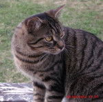 Clamato - Mâle (2 ans)