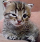 Cheese - Mâle (1 an)