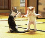 gatitos bailarines - (1 mois)