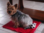 Chouky - Yorkshire Terrier Mâle (4 ans)