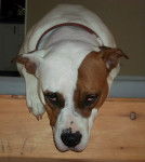Kelly - Boxer (2 ans)