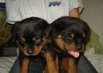 Fine, pierre - Rottweiler (2 mois)