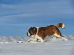shela - Saint-Bernard (4 ans)