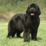 balou - Terre-Neuve Mâle (4 ans)