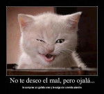 el gato oreo - Mâle