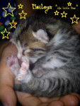 Baileys *The Cat* - Mâle (2 mois)