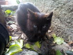 blacky - Mâle (2 mois)