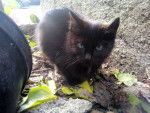 blacky - Mâle (2 mois)