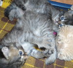 Happy et Sunny - Mâle (1 mois)