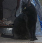 Moew moew - Mâle (10 ans)