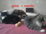 Pino & Merlin - Mâle (2 ans)