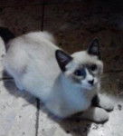 Agustino - Mâle (Autre)