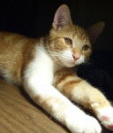 Interligne - Mâle (8 ans)