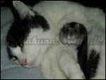 Süße Katze mit Hamster -