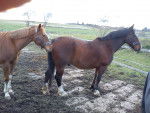 Sleipnir(l.) & Mönchshofs Le Classic(r.) - Mâle
