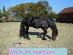 Black - Mâle (6 ans)