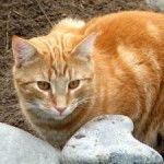 lion - Mâle (2 ans)