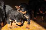 cachorros - Rottweiler