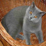 Bossé - Mâle (3 ans)