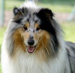 Sky - Colley à Poil Long Mâle (8 ans)