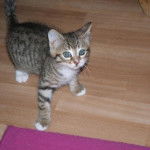 Haribo - Mâle (2 mois)