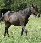 Bay Standardbred - Mâle (2 ans)