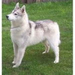 skylark - Husky Sibérien (4 ans)