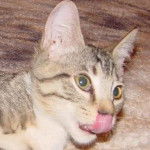 P.J - Mâle (4 mois)