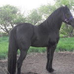 Black Beauty - Mâle (2 ans)