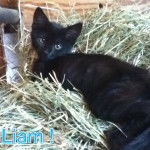 Liam - Mâle (5 mois)