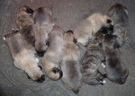 ashkas 9 pups - Kangal