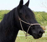 black angel allias blacki - Mâle