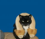 gribouille - Mâle (9 ans)