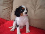 Liss - Cavalier King Charles Spaniel (4 mois)