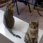 Felina y Minina - (1 an)