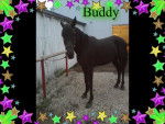 Buddy - M&acirc;le