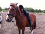 tmy horse tom - Mâle (17 ans)