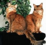 rummelbande - (9 ans)