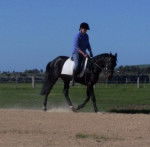 Hidden Wonder - Mâle (8 ans)