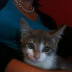 babouche mon chat - Mâle (4 mois)